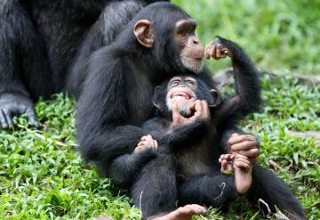 Ученые выяснили, как шимпанзе узнают друг друга