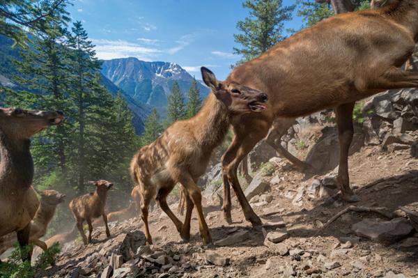 50 лучших снимков года по версии журнала National Geographic (ФОТО)