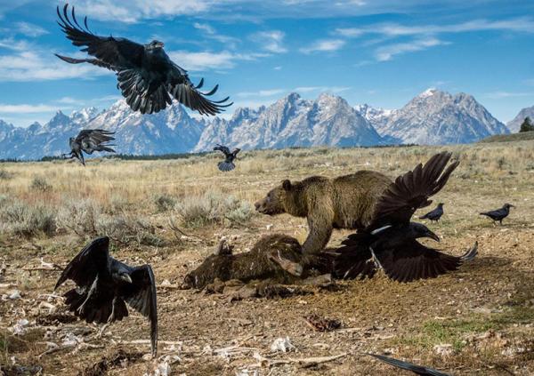 50 лучших снимков года по версии журнала National Geographic (ФОТО)