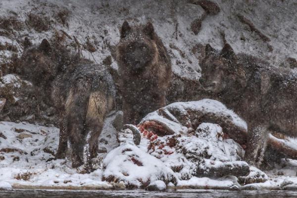 50 лучших снимков года по версии журнала National Geographic (ФОТО)