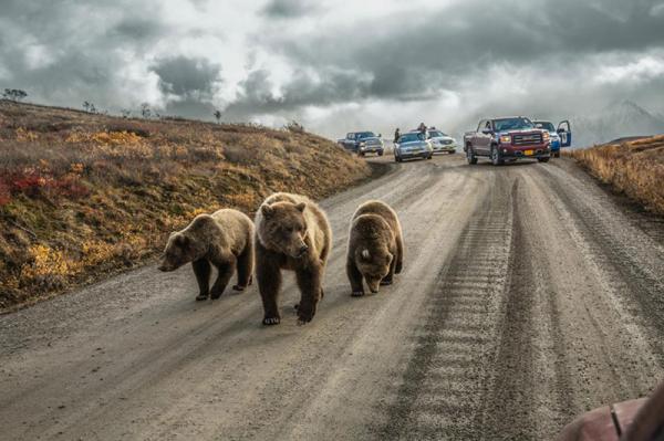 50 лучших снимков года по версии журнала National Geographic (ФОТО)