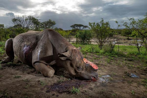 50 лучших снимков года по версии журнала National Geographic (ФОТО)