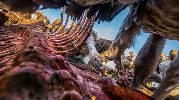 50 лучших снимков года по версии журнала National Geographic (ФОТО)