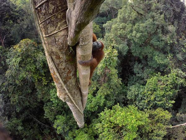 50 лучших снимков года по версии журнала National Geographic (ФОТО)