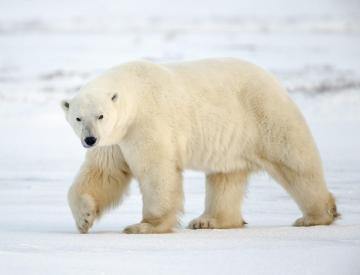 К 2050 году вымрет треть белых медведей, - ученые