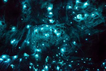 Светящееся подземелье: уникальная пещера, которой более 30 миллионов лет (ФОТО)