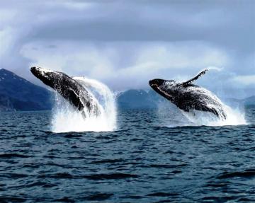 Ученые нашли способ защитить китов от исчезновения