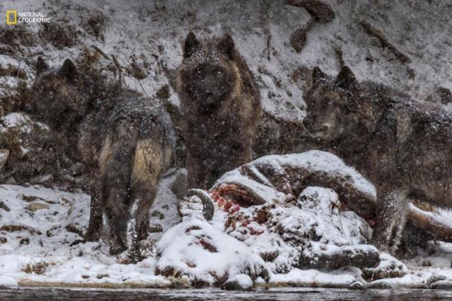 20 лучших фотографий по версии National Geographic (ФОТО)