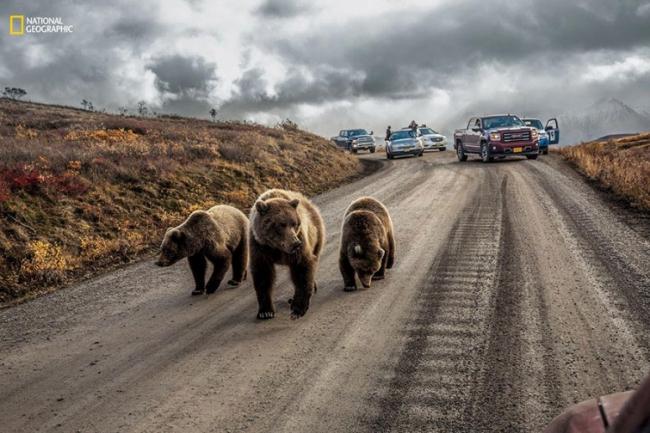 20 лучших фотографий по версии National Geographic (ФОТО)