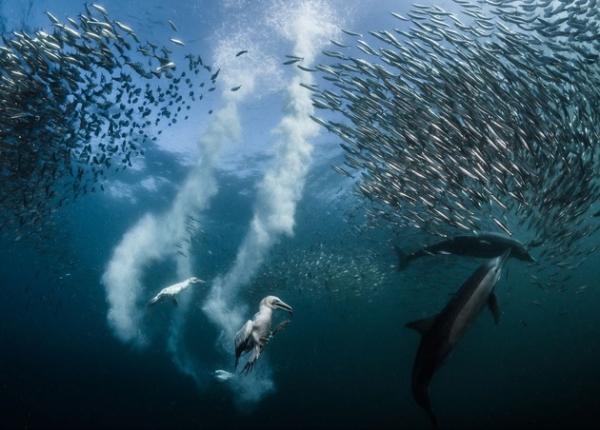 Журнал National Geographic назвал автора лучшей фотографии уходящего года (ФОТО)