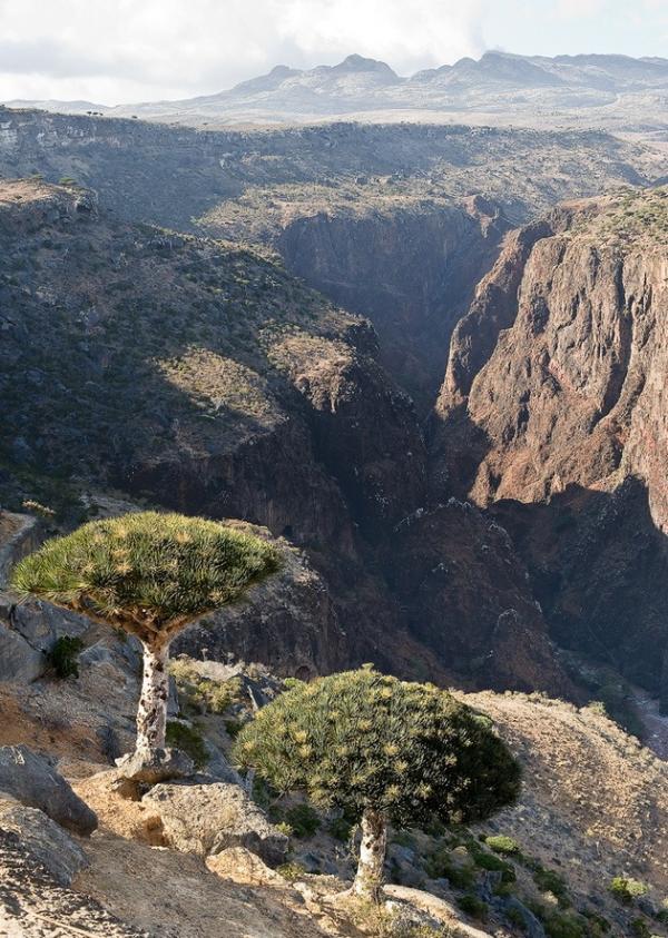 Эффектные кадры: удивительный мир архипелага Сокотра (ФОТО)