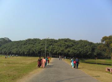 Великий баньян — дерево с самой большой в мире площадью кроны (ФОТО)