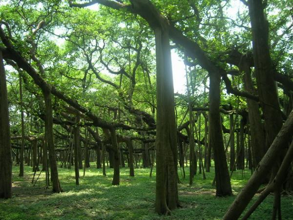 Великий баньян — дерево с самой большой в мире площадью кроны (ФОТО)