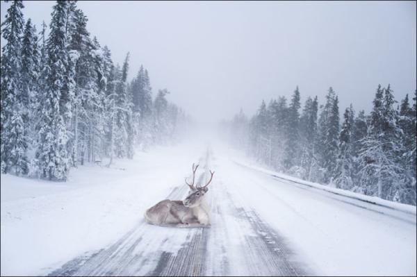 Сказочная красота зимней Лапландии (ФОТО)
