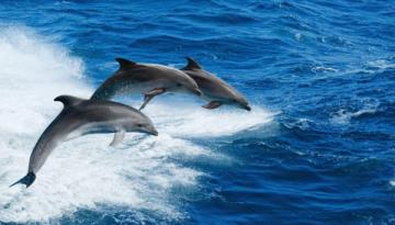 Ученые обнаружили новые виды дельфинов 