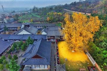 Чудо природы, сохранившееся с древних времен: золотое дерево в Китае (ФОТО)