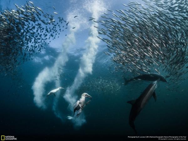 Журнал National Geographic лучшие снимки дикой природы (ФОТО)