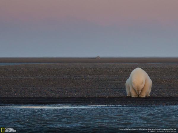 Журнал National Geographic лучшие снимки дикой природы (ФОТО)