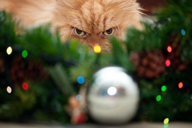 20 домашних животных, которые ненавидят Рождество (ФОТО)