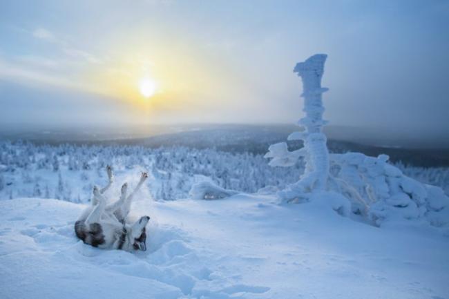 18 доказательств того, что Лапландия – это самое волшебное место в мире (ФОТО)