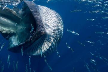 Экстремальная ситуация: любитель дайвинга едва не угодил в пасть киту (ФОТО)