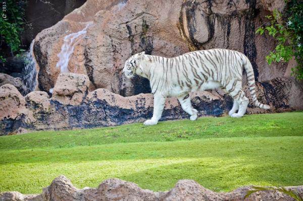Путешествие в мир животных: самые красивые зоопарки мира (ФОТО)