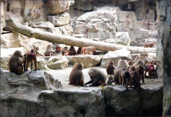 Путешествие в мир животных: самые красивые зоопарки мира (ФОТО)