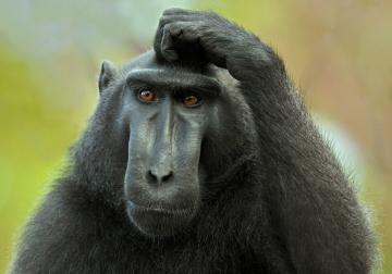 Ученые выяснили, почему обезьяны не могут говорить