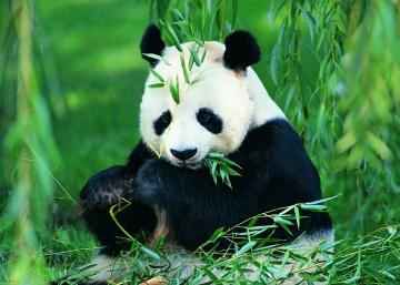 В Китае умер самый старый в мире самец панды