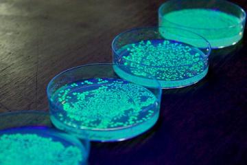 Полезные бактерии: новое открытие ученых