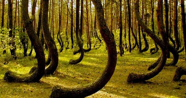Лес Трансильвании - самое страшное место на Земле (ФОТО)