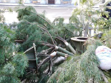 На Киевщине упала главная елка города (ФОТО)