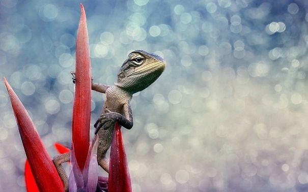 Очаровательные рептилии, которые вызовут улыбку на вашем лице (ФОТО)