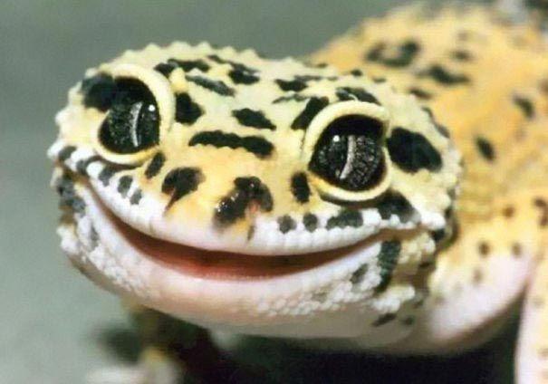 Очаровательные рептилии, которые вызовут улыбку на вашем лице (ФОТО)