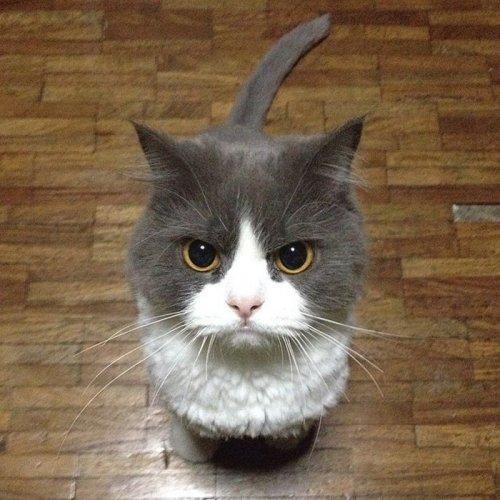 Самые недовольные кошки в мире (ФОТО)