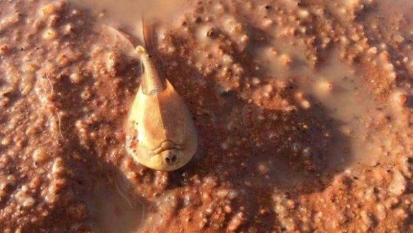 В пустыне Австралии из-за наводнения появились необычные существа (ФОТО)