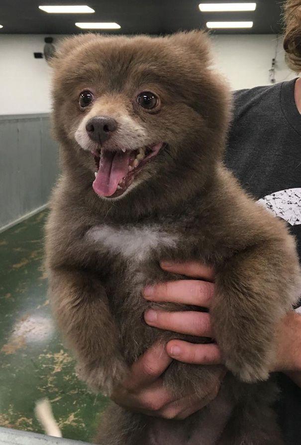 20 прелестных щенков, которые выглядят как медвежата (ФОТО)