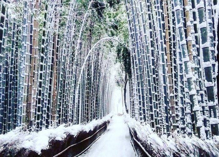 Редкое явление. Снегопад превратил Киото в страну чудес (ФОТО)