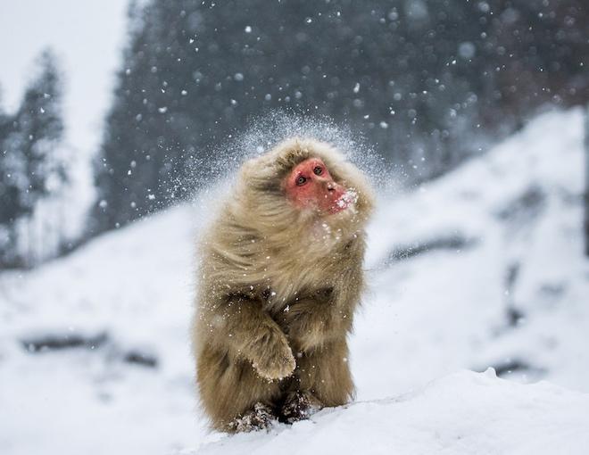 Животные, которые нашли практическое применение снегу (ФОТО)