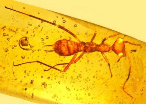 Ученые обнаружили доисторическое насекомое в куске янтаря (ФОТО)