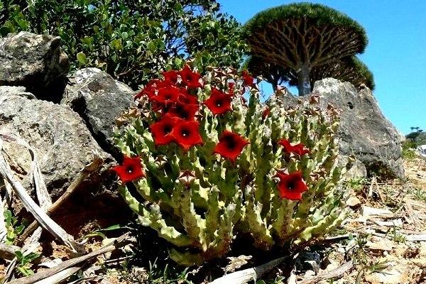 Остров Сокотра – одно из самых прекрасных и удивительных мест на Земле (ФОТО)