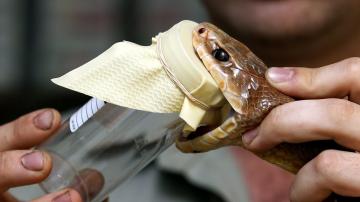 Ученые нашли противоядие от змеиных укусов