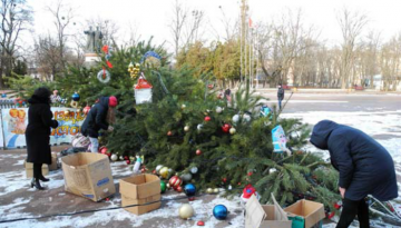 На Киевщине упала главная елка города (ФОТО)