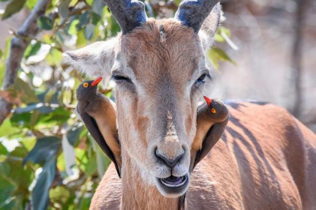 Самые интересные снимки животных 2016 года (ФОТО)