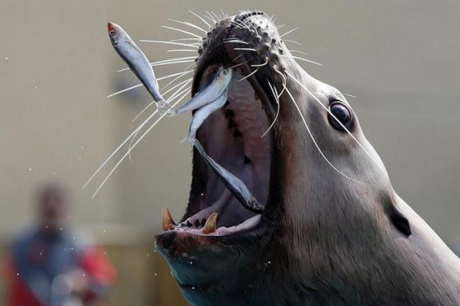 Самые интересные снимки животных 2016 года (ФОТО)