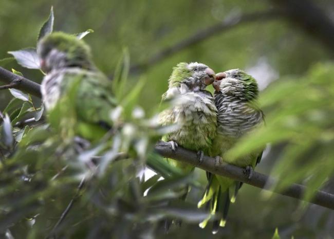 Самые интересные снимки животных 2016 года (ФОТО)