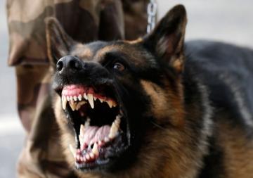 В Киевской области собаки насмерть загрызли бойца АТО
