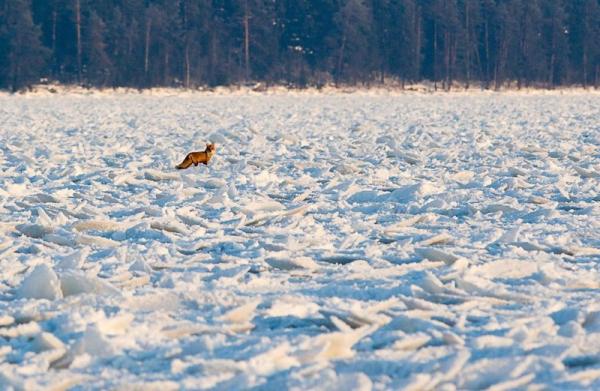 Онежское озеро покрылось необычным льдом (ФОТО)