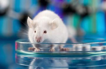 Мышь-убийца: ученые научились превращать мышей в безжалостных монстров