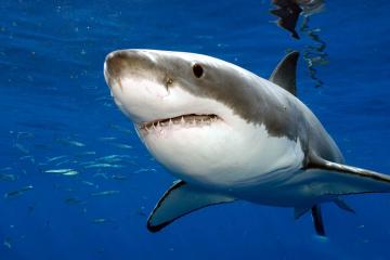Ученые назвали причину вымирания акул-убийц